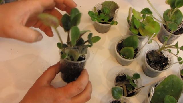 Материнский лист фиалки подгнил или закрывает детку. Что делать? Часть 1. смотреть онлайн