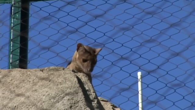 Hansel the Fossa смотреть онлайн
