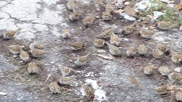 Полевые воробьи:"Слухи о нашей смерти несколько преувеличены!" :) смотреть онлайн