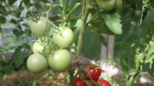 Сорт - "ЯБЛОЧНЫЙ СПАС". Томаты от Фёдора.