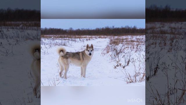 Собака лайка🐶 смотреть онлайн
