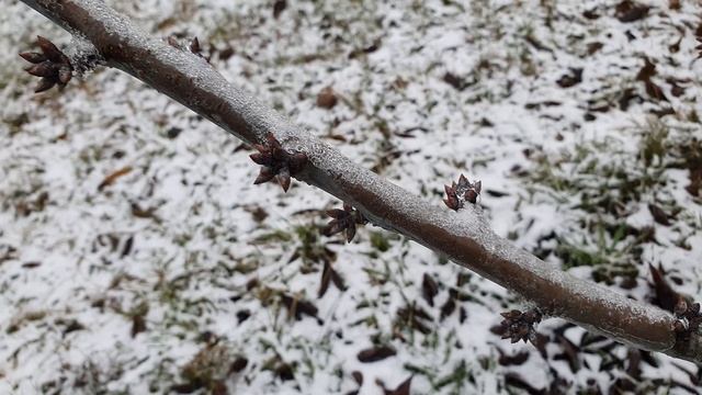 Советская черешня против канадской II: плодовые образования смотреть онлайн