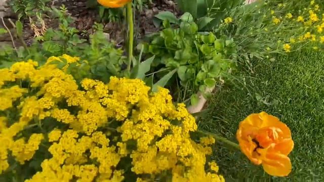 Мой сад , цветы для пышного цветения весной ?? смотреть онлайн