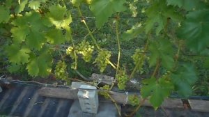 Виноградник Марины Протасовой  Забава и Циравас Аграа