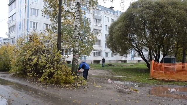 Талдом Как правильно спилить огромное дерево за 15 минут смотреть онлайн