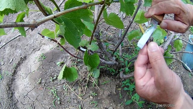 Прививка винограда в расщеп, методом черное в зеленое смотреть онлайн