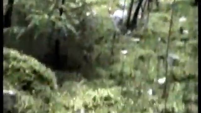 Грибы Рядовки серые - Петушки собираем в лесу Телеши. смотреть онлайн