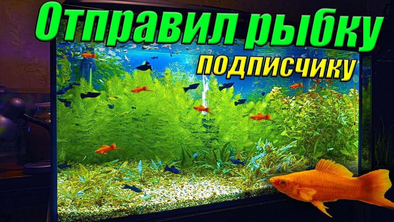 Отправил рыбку и аквариумные растения подписчику канала! смотреть онлайн