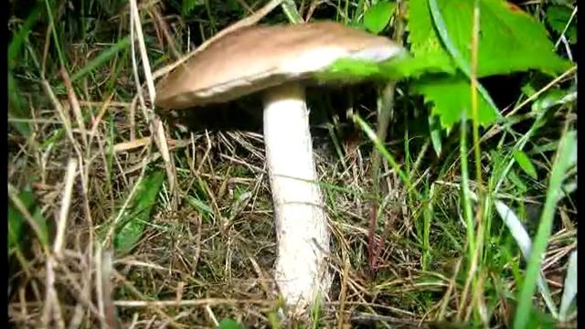 Koźlarków czar.... The charm of Leccinum Mushrooms смотреть онлайн