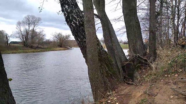 Красивые деревья на берегу реки Клязьма ростут из воды смотреть онлайн