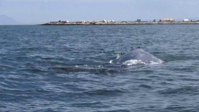 Киты в заливе Сан-Игнасио, Grey whales in Mexico 2018 смотреть онлайн