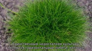 Газонная трава: семена, описание