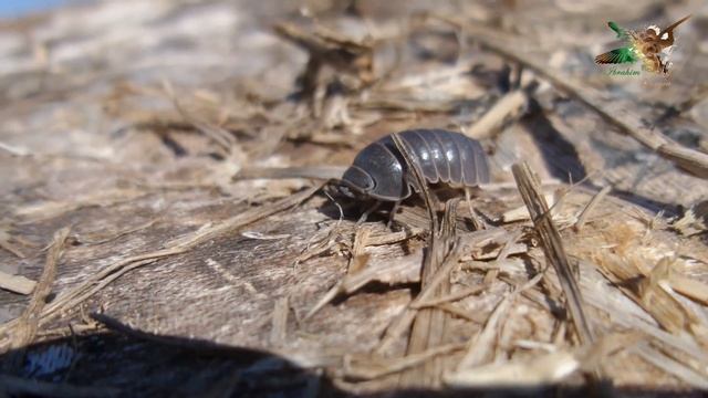 Tespih Böceği - İsopoda смотреть онлайн