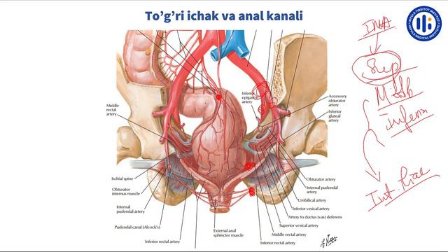 To'g'ri ichak va anal kanal anatomiyasi смотреть онлайн