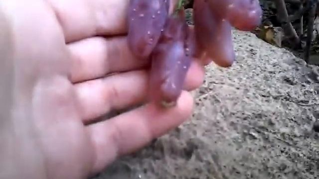 Фламенко, сорт винограда селекции Карпушева А.В. (на заднем фоне ''Иллария'' Загорулько)