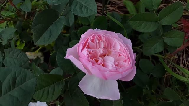 Роза Gentle Hermione, первогодка _20.07.2017_1080HD смотреть онлайн