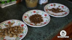 Что делать, если собака не ест сухой корм / щенок йорка / купить щенка