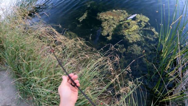 How I CATCH CATFISH EASILY! Just CATCH Something! S1E6 смотреть онлайн