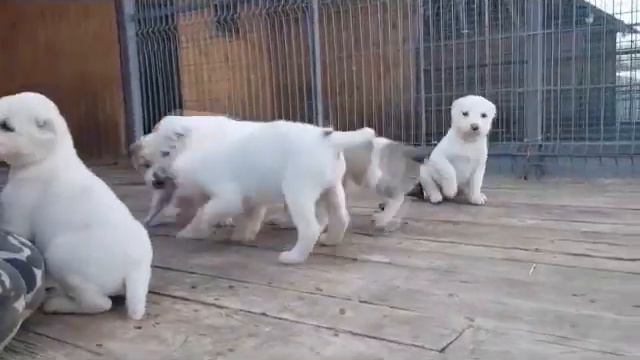 Щенки САО - АЛАБАЯ - Дети Принца и Эли - 45 дней. В ПРОДАЖЕ. Http://www.beliy-lekar.ru