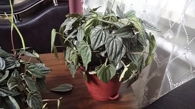 Комнатное растение Пеперомия / Уход и Размножение Пеперомии в домашних условиях смотреть онлайн