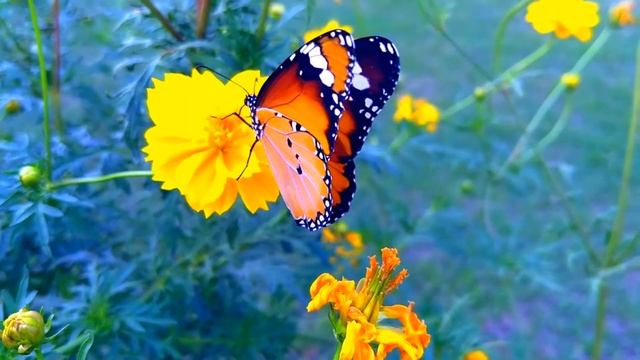 Данаида Хризипп. смотреть онлайн