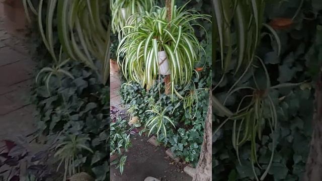 хлорофитумы летом.