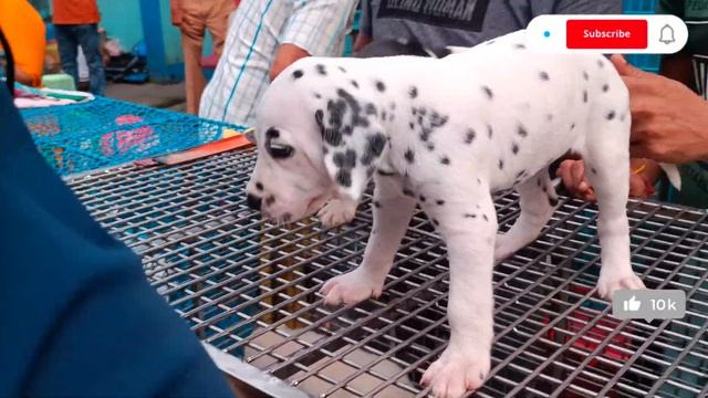 Dogs Price Kolkata Galiff Street Pet Market Kolkata Biggest Pakhir Haat West Bengal #dogs смотреть онлайн