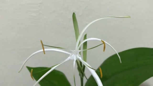 FLORES DE JUNHO смотреть онлайн