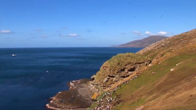 Альбатросы в природе. смотреть онлайн