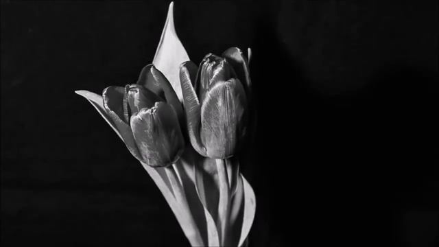 Tulips Time Lapse - Ghost Riders In The Sky - Duane Eddy смотреть онлайн