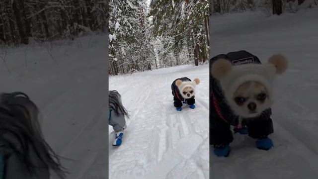 На прогулке /Видео с собачками/Милые собачки #shorts