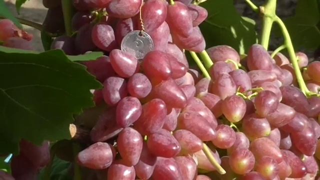 КРИПТОН   ВИНОГРАДНИК КАРПОВА И.А. и РУБЕЛЬ Н.Г.  2018год  КРИПТОН