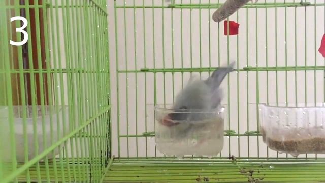Java Bird Bathing | MALE Vs FEMALE | Awesome Slow Motion смотреть онлайн