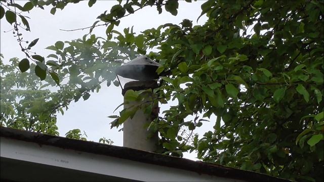 Копчение терпуга смотреть онлайн