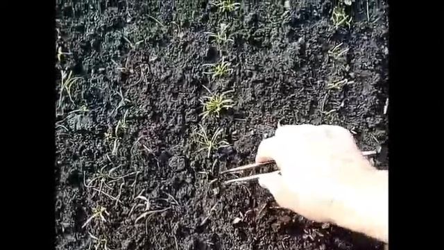 Прополка сорняков смотреть онлайн