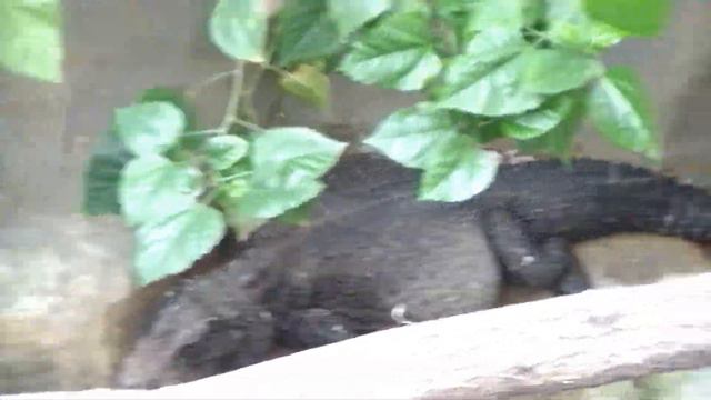 The Warsaw zoo (Варшавский зоопарк, февраль 2014) смотреть онлайн