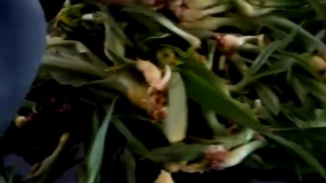 COMO FAZER AS MUDAS DAS AGAVES AMERICANA?(3) смотреть онлайн