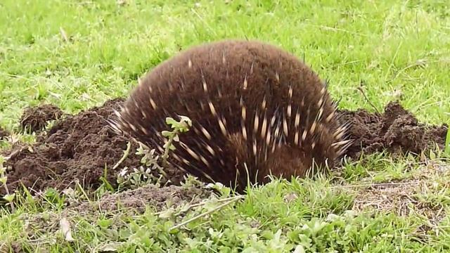 Ехидна echidna-пожиратель муравьев! смотреть онлайн