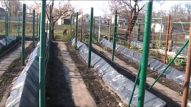 Виноград Заморозки Весна 2019г смотреть онлайн