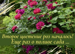 Второе цветение роз началось! Еще раз о поливе сада...