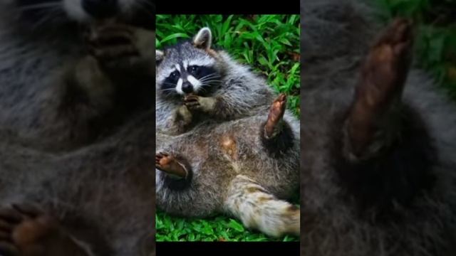 смешные фотографии енотов ? смотреть онлайн