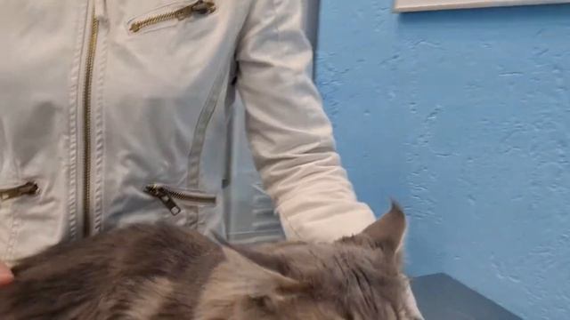 Юрлова Светлана и кот Бося. Ветклиника Сытая Морда смотреть онлайн