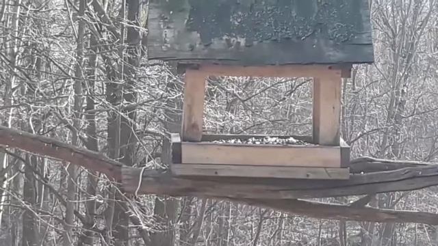Экологическая тропа “Марьина роща”. смотреть онлайн