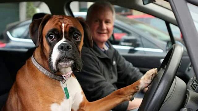 Боксер (Описание породы) смотреть онлайн