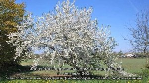 Особенности алычи сорта Царская и ее выращивание