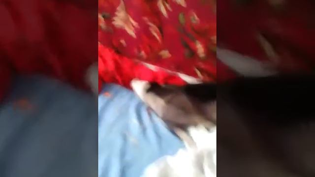 смешная собака смотреть онлайн