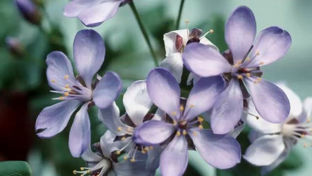 Guaiacum Or Roughbark Lignum Vitae