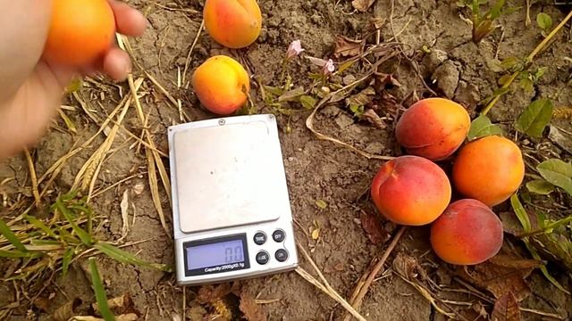 абрикос Леала и Харкот смотреть онлайн