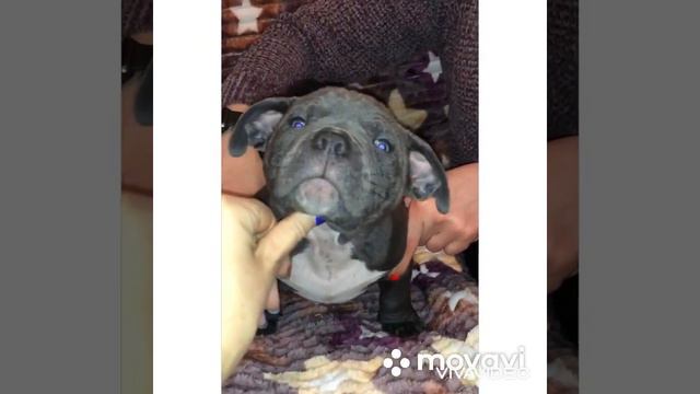 Американский булли кобель смотреть онлайн