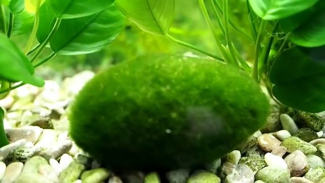 Кладофора шаровидная или Эгагропила Линнея Aegagropila linnaei смотреть онлайн